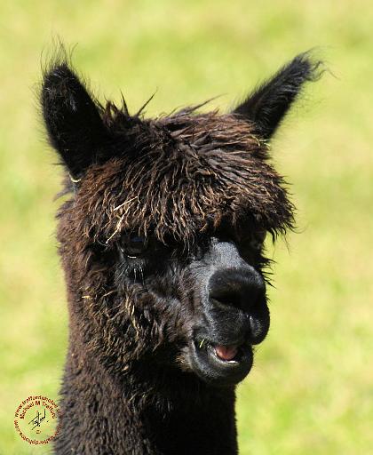 Alpaca 9R018D-008.JPG